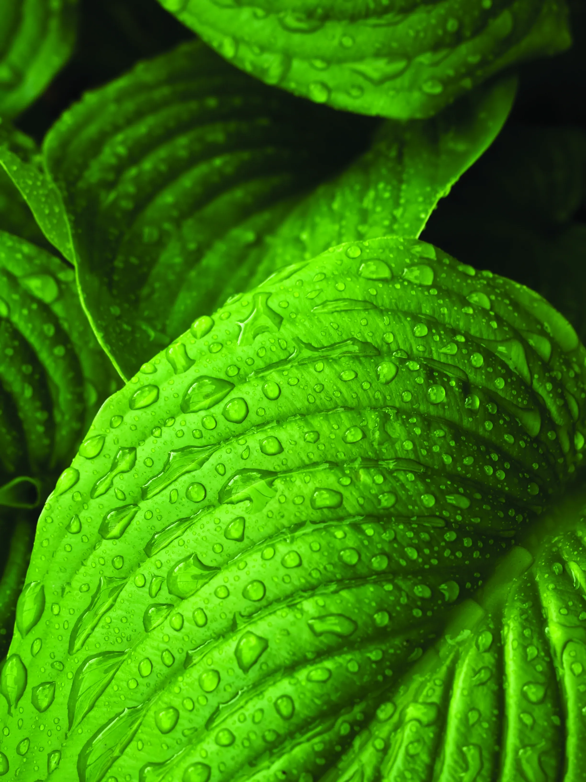 Nature and sustainability